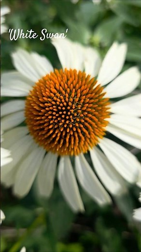 'White Swan' #coneflower #echinacea #gardenscapes #nativeplants #whiteflower #garden #flowershorts