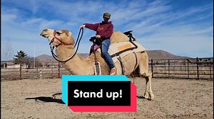 Standing with me on his back. Lots of work to get to this! ❤ #k9cowgirl #heatherbeck #caninecattleandcamelranch #camel #babycamel #cameltraining #animaltraining #camelwhisperer