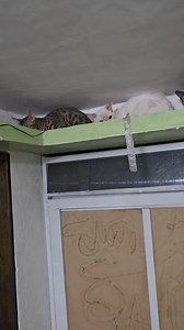 Que estarán viendo? | Scott Traveling Channel News