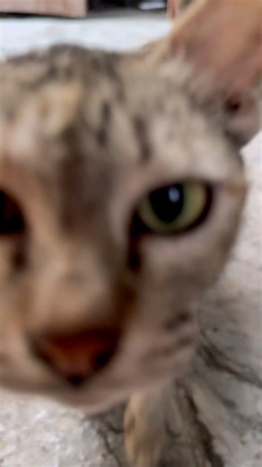 Angry jumbo and sisa morning routine 😾😾 #cat #tabbycat #catlovers #angrycat | The Orange Family