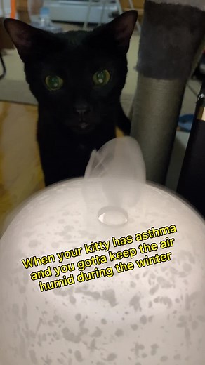 Keeping Your Asthmatic Cat Healthy