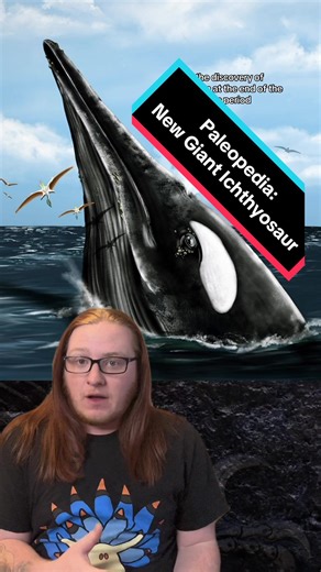 Ichthyosaurs were a diverse group of marine reptiles that dominated the Triassic Seas, filling a wide variety of ecological niches. Some got to extreme sizes, with Shonisaurus reaching the size of modern Fin Whales. But now, a new species has been discovered, and it might have been even bigger. Lets talk about it #Paleopedia #dino #dinosaur #dinotok #dinosaurtiktok #ichthyosaur #ichthyotitan #paleotok #paleontology #paleontologytiktok #fossil #fossils #fossiltok #fossilhunting #prehistoric #preh