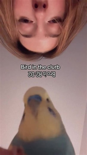 New Bird Banger Alert: Catch the Latest Budgie Vibes!