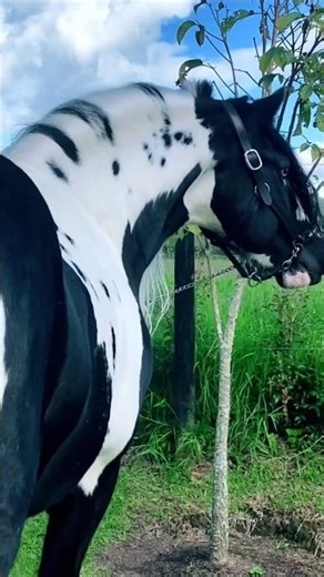 5 Of The Prettiest Horses in the World #horses #shorts