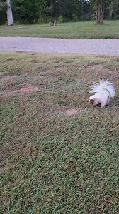 A question we get quite often... "Do skunks get along with other pets?" From my experience, skunks truly are amazing! So my answer is always the same. It really depends on your other pets #skunks #cuteanimals #pets | Mr. Howie Mansmell