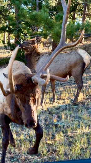 Unicorn Bull wasn’t in the mood for photos this morning‼️ Fresh from battle, antlers splintered and pride wounded, he’d lost most of his harem—and his patience. There was only one way out on that narrow dirt road, and he charged to remind me it was his. ⚠️ #bullelk #elkrut #bugle #coloradowildlife #untamednature #wapiti #wildlifereels #bigbull #canonuser #foryoupageviralジ | The Untamed View