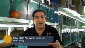 5.5K views · 136 reactions | Gabe Posada of Jack Wattley Discus discussing how often you need to do water changes. | Jack Wattley Discus | Facebook