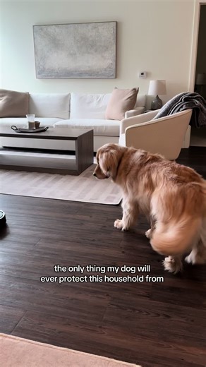 Meet Our Fierce Golden Retriever Protector
