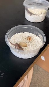 4K views · 76 reactions | Take a look at this Gargoyle Gecko hatchling from our breeders Psycho and Hannibal. Let us know if you would like to see an update after this baby finishes shedding.  #bhbreptiles #Gargoylegecko #geckobreeder #babygeckos #hatchlings #pets #lizards | BHB Reptiles | Facebook