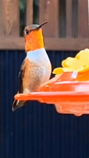 Rufous hummingbirds The most fiesty birds of them all #rufoushummingbird #nature
