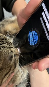 Two Furry Authentication 📹 神童张居正 #meowed #cutecat #cats #2FA #fyp #nose #huh | Meowed