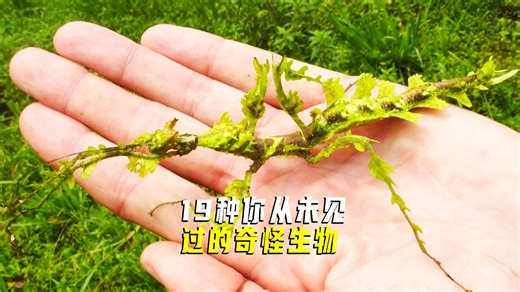 19种奇怪生物（视频）
