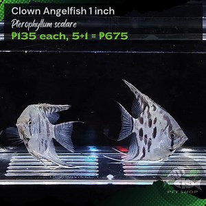 CLOWN ANGELFISH | Got Fish | Facebook