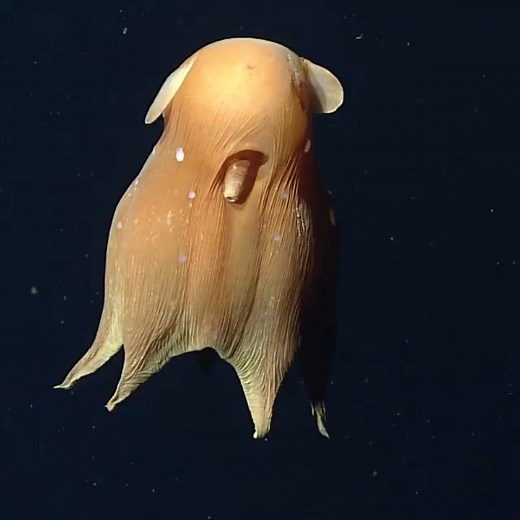 🌲 The Nature Wolf 🌲 on Instagram: "Lost in space. ⁣ ⁣ The Flapjack Octopus (Opisthoteuthis californiana). ⁣ ⁣ Of the ~300 species of octopus found throughout our oceans, this one remains very understudied. ⁣ ⁣ Named for its ability to flatten itself out like a flapjack. ⁣ ⁣ It is unknown how many exist. ⁣ ⁣ 🎥: @mbari_news ⁣ ⁣ For more bizarrely beautiful nature/wildlife follow @thenaturewolf⁣ 🌲🌲🌲🐺🌲🌲🌲 ⁣ ⁣ [Please use #thenaturewolf to be featured]"