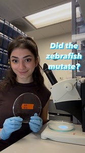 1.1K views · 536 reactions | We have 30 new mutants after a successful micro injection of zebrafish embryos! I restored their ability to produce pigmentation and therefore the fish with the black spots are successful mutants! These fish are now 5 days old and have begun eating! Stay tuned to watch them grow! 溺 #stem #womeninstem #womeninscience #biology #fish #mutation #mutant | Melissa Spigelman | Facebook