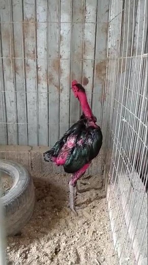 “The Legendary Vietnamese Fighting Rooster – Rare and Powerful Breed”