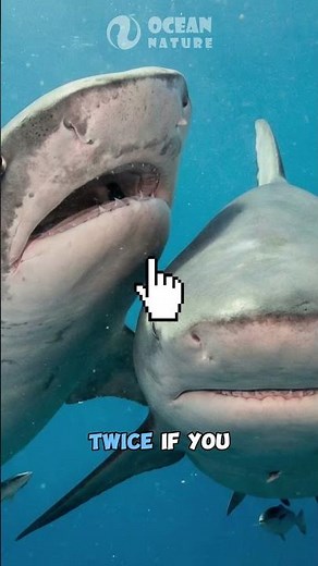 Tiger Shark VS Bull Shark | Who is More Aggressive? #viralboy
