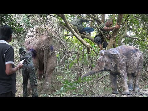 Heroes to save the elephant shot in wild