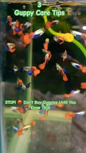 Guppy fish care for beginners | how to care guppy Fish