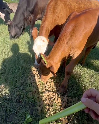 78K views · 6.3K reactions | Job complete - let’s go home | Shirtless Jake's Homestead | Facebook