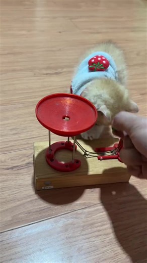 Miaow (@miaow8888)’s videos with original sound - Miaow