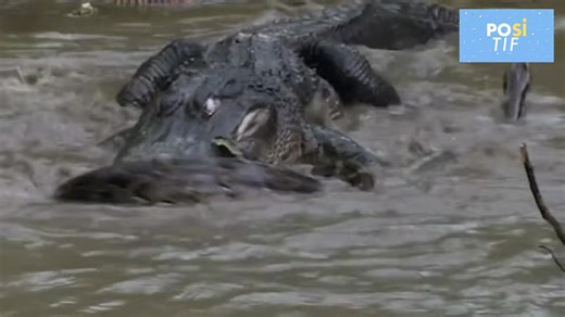5.6K views · 52 reactions | Personne ne s'attendait à une telle fin. Les alligators sont connus pour leurs grands et puissants crocs, mais leur adversaire, le python birman, semble être à leur hauteur... La confrontation choquante a montré à quel point cet énorme serpent peut être dangereux. Abonne-toi pour voir plus de vidéos: | Héros | Facebook