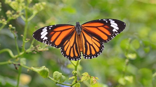 Plummeting monarch butterfly population: Experts warn of a summer with fewer butterflies, urge action