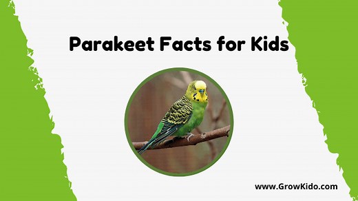 11 Amazing Parakeet Facts for Kids 2026