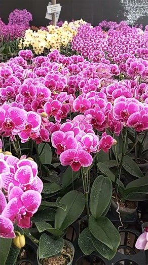 Bunga Anggrek Bandung #anggrek #orchid #flower #bandung