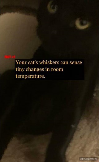 Why Do Cats Fluff Up? 🐈‍⬛ | PetAgeCheck