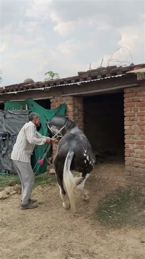 #_horse #_dance_video #_like_share_and_subscriber ❣️🔥