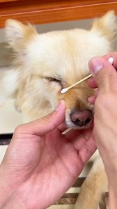 Pet Tear Stain Remover Balm - 1 oz (30g) Natural, Plant-Based Eye Care for Dogs and Cats - Gently Cleanses and Restores Sparkling Eyes