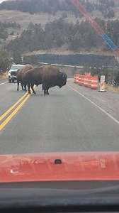 219K views · 4K reactions | They're applying for bridge construction jobs... Yellowstone National Park | T. Lyn Neufeld Photography | Facebook
