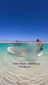 🦈 Shocking! Ultimate Giant SHARK ATTACKS Paddle Boarder NOW! #TigerShark #Ultimate #Shocking #HiddenWitness this truly unbelievable and terrifying close call in crystal-clear water! A person stands on a paddleboard in shallow, turquoise water, creating a moment of blissful ignorance over an ultimate, hidden danger. Beneath the board, a massive Tiger Shark lurks, its striped body perfectly camouflaged. The tension is immediate, expecting the shark to swim away. But what happens next will shock y