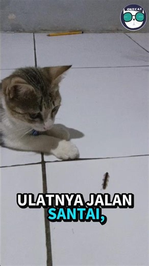 THIS KITTEN WAS ASKED TO CATCH A BUG... HE DID NOTHING 😂🐛 #cat #pets