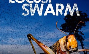 Locust Swarm