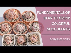 Fundamentals of How to Grow Colorful Succulents | Examples from My Collection | Pink Echeveria