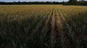 Heat, drought lead to poor pollination for some Michigan corn farmers