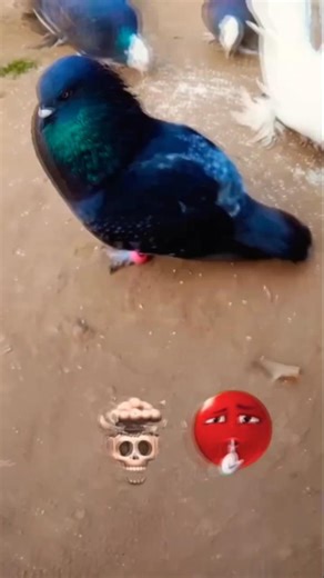 black kabutar ki short video ☠️🤩💥🌹🕊️