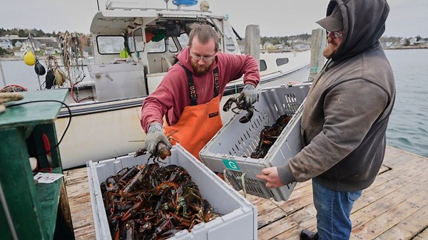 Sustainable Lobster and Crab Harvesting: Inside America’s Lobster Trap Fishery