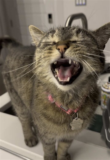 Y aquí Bella diciendo que le encantan los lunes. ¿Estamos de acuerdo, no? #BellaBellarda #BellardinaCappuccina #cats #cutecats #kitties #cutekitty #cutekitties #catsdoingthings #catsofinstagram #catsoftiktok