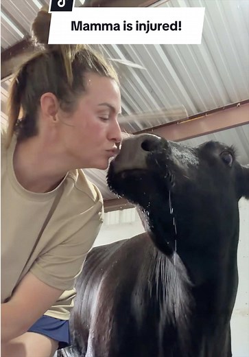 Cow hoof cracked: signs, immediate care and when to call a veterinarian