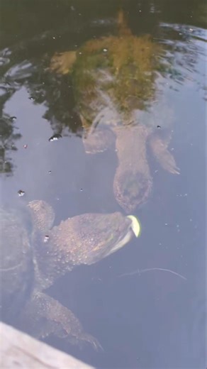 Feeding Snapping Turtles Treats 🐢 #nature #food #animal #animals #turtle #feed #snappingturtle