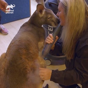 239K views · 1.4K reactions | Even kangaroos are getting in on the cryotherapy bus! #InsidetheZoo | Animal Planet | Facebook