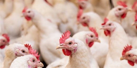 Ga. communities push back against commercial chicken farms