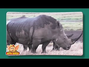 Rhinoceros - Fun Facts