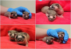 Two (Adorable) Baby Weasels Rescued From Half Moon Bay Trail