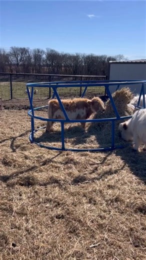 Noble the Problem Solver 🐮😆 #shorts