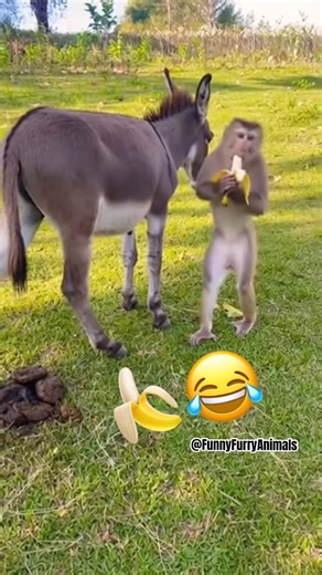 Donkey Gets Revenge!Monkey Steals Banana Then Faceplants in Poop😂Viral Animal Comedy#shorts #viral