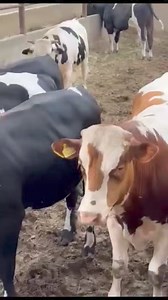 3.4K views · 47 reactions | #محمودابودهر ‏بسم الله ما شاء الله ‏الحجز الأضاحي عجول تبدأ من 400 إلى 600 ‏المكان طريق مصر اسكندرية الصحراوي عند كرت الإسكندرية ‏للتواصل لحجز (رحومه غالي)01065589395 | سوقنا كل يوم | Facebook